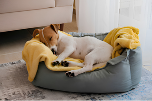 Comfortable Pet Beds For Paws Sleep