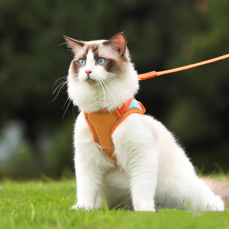 Discover the Perfect Harness for Your Furry Friend