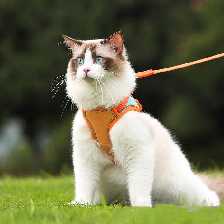 Discover the Perfect Harness for Your Furry Friend